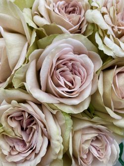 Нотр Дам (Notre Dam GR)