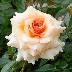 Маржолен (Marjolaine)