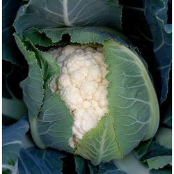Капуста цветная Майорка F1 10шт Мировые Семена VITA GREEN