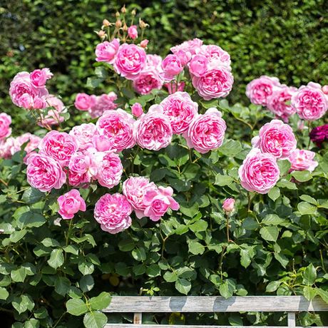 Мэйд Марион (Maid Marion)