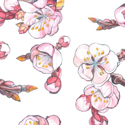 Абрикосы цветут