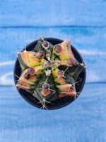 Gymnocalycium Variegata (Гимнокалициум Вариегатный)