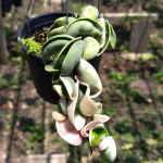 Хойя CARNOSA COMPACTA VARIEGATA