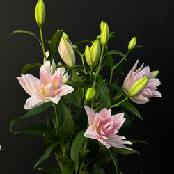 Лилия нежно-розовая махровая 80 см / 1 шт