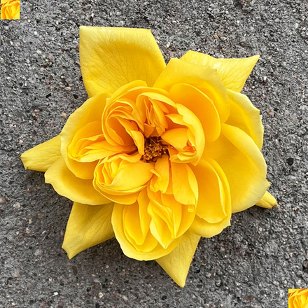 Николя Уло (Nicolas Hulot) — пионовидная душистая роза