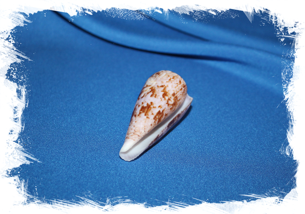 Раковина коллекционная морская Conus kinoshitai, Конус киношитай