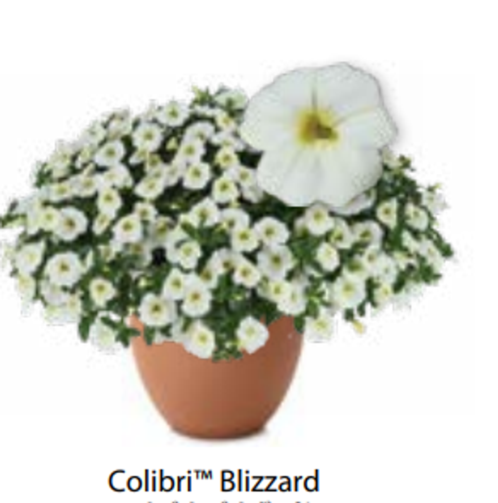 ЕВРО Calibrachoa Colibri Blizzard укорененный черенок февраль 26 DAN