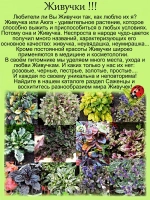 Живучка Френдс Фенси Финч Пёрышки чудесного Зяблика
