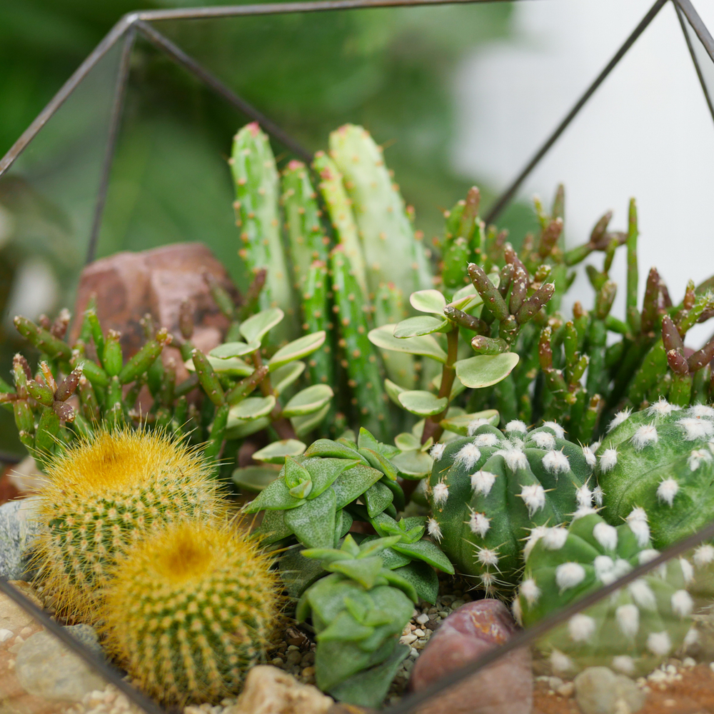 Готовый флорариум с кактусами Икос