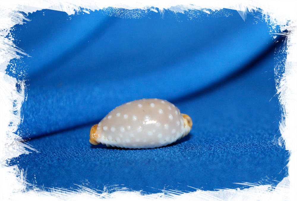 Ципрея лимацина (Cyprea limacina)