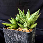 Сансевиерия MING MANEE