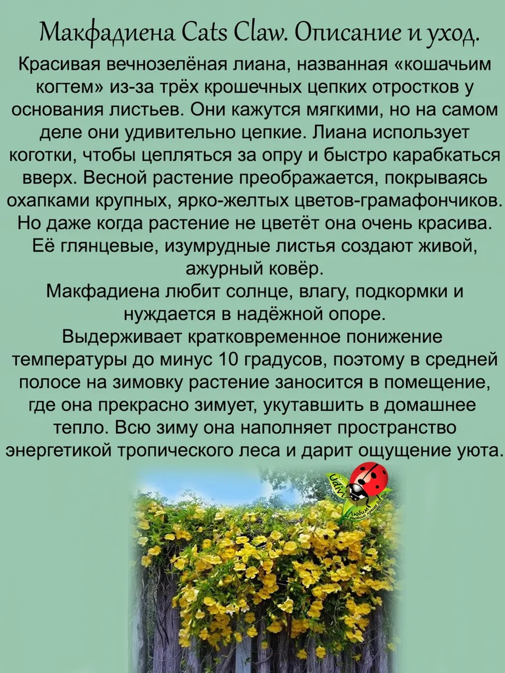 Макфадиена Кошачьи коготки лиана