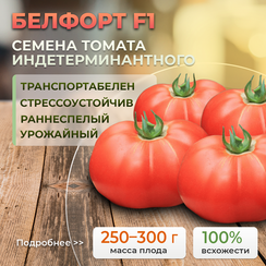 БЕЛФОРТ F1 семена томата (Enza Zaden | Alexagro)