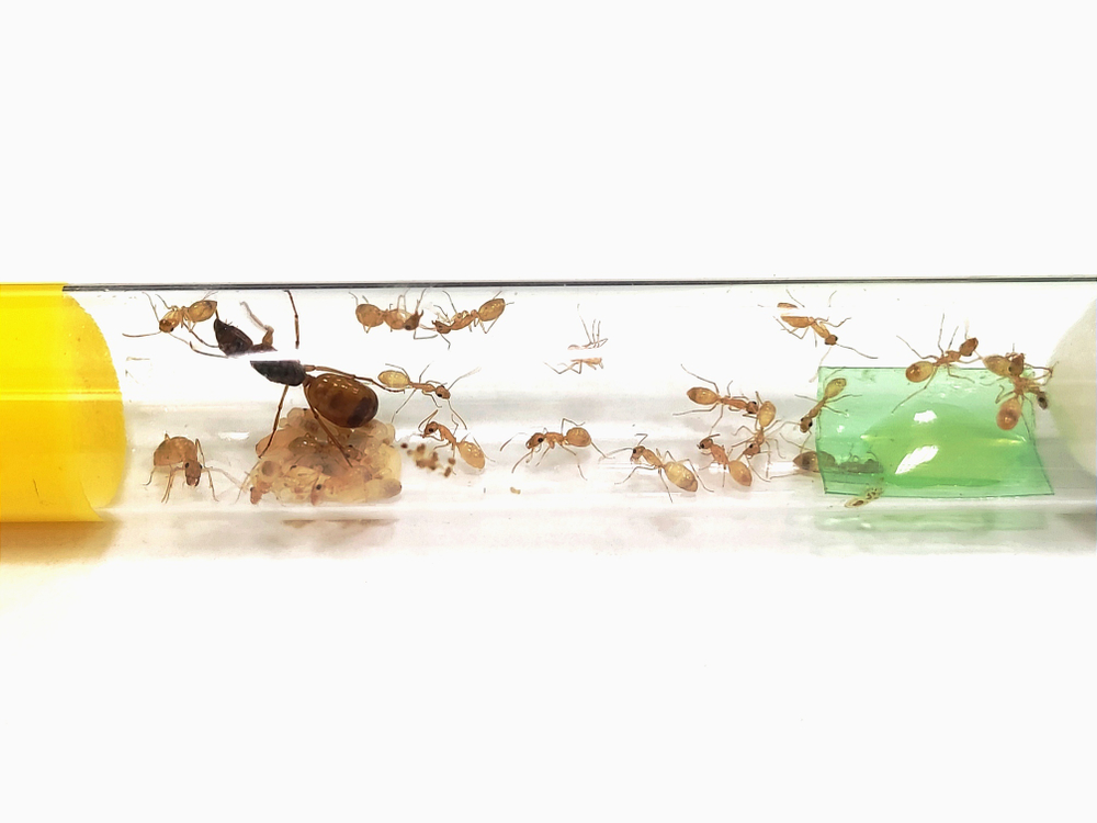 Camponotus turkestanus