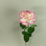 Французская роза Джумили