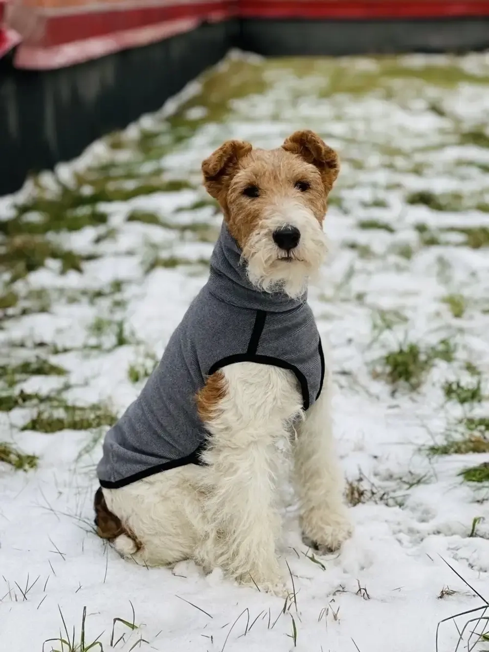 Свитер для собак одежда для басенжди