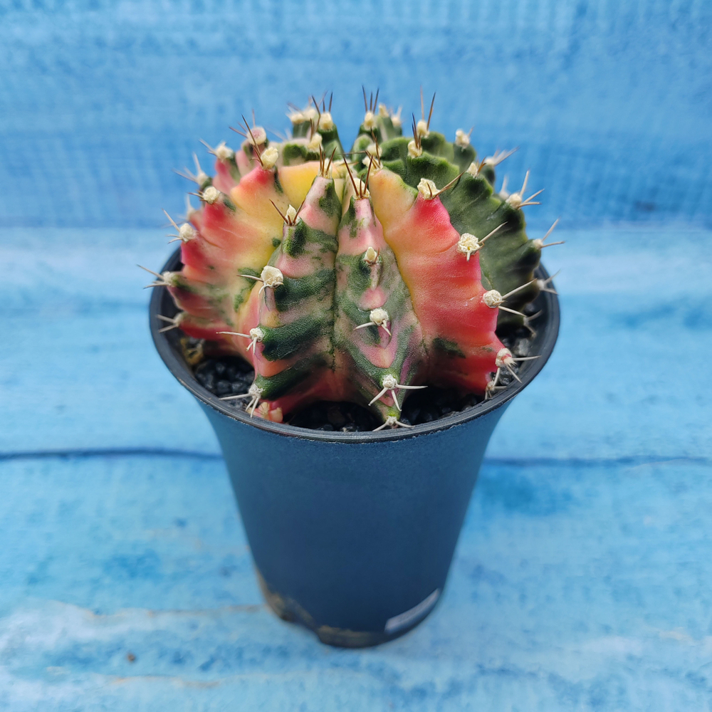 Gymnocalycium Variegata (Гимнокалициум Вариегатный)