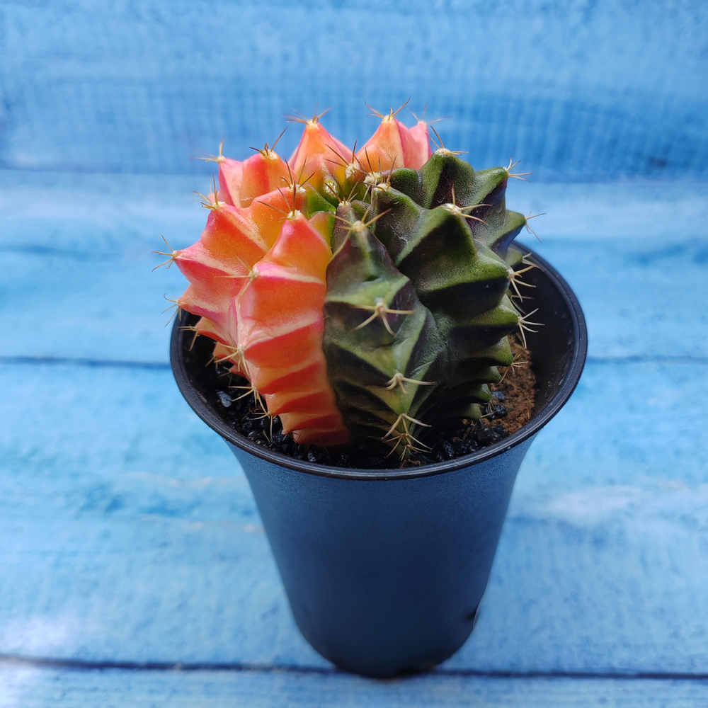 Gymnocalycium Variegata (Гимнокалициум Вариегатный)