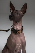 Ошейник Неуловимый леопард