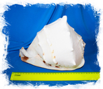 Кассис Корнута размер