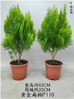 Кипарисовое дерево д.11