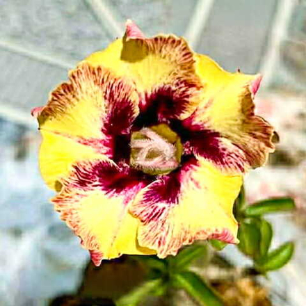 Адениум BANANA