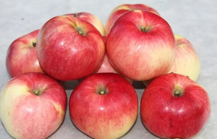 Яблоня Вымпел