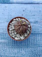 Euphoria Obesa (Эуфорбия)