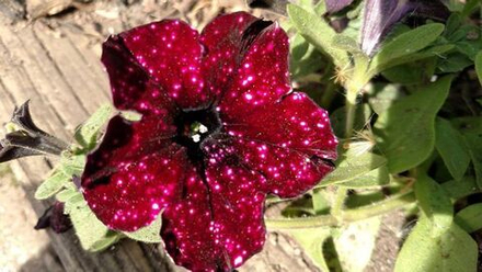 Петуния ALPETUNIA BURGUNDY SKY