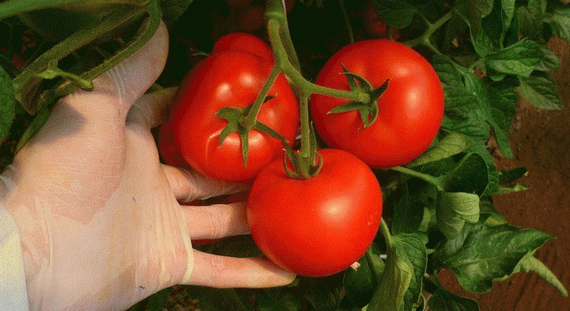 Корвинус F1 семена томата полудетерминантного (Seminis / Семинис) – фото 13