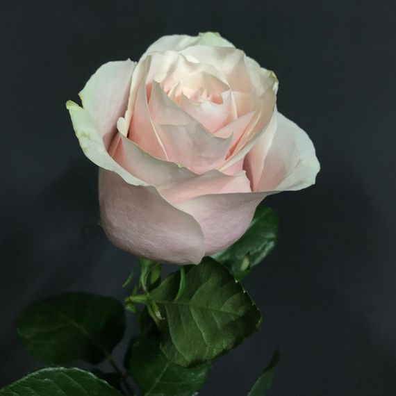 Роза Pink Mondial, плантация Tessa