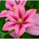 Клематис Rosamunde (Розамунда) Стандарт поставки Р9