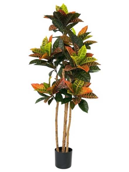 Кротон 150 см.