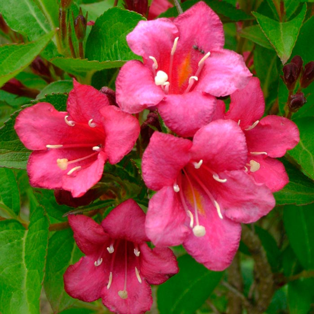 Вейгела гибридная Бристол Руби С5 30-40