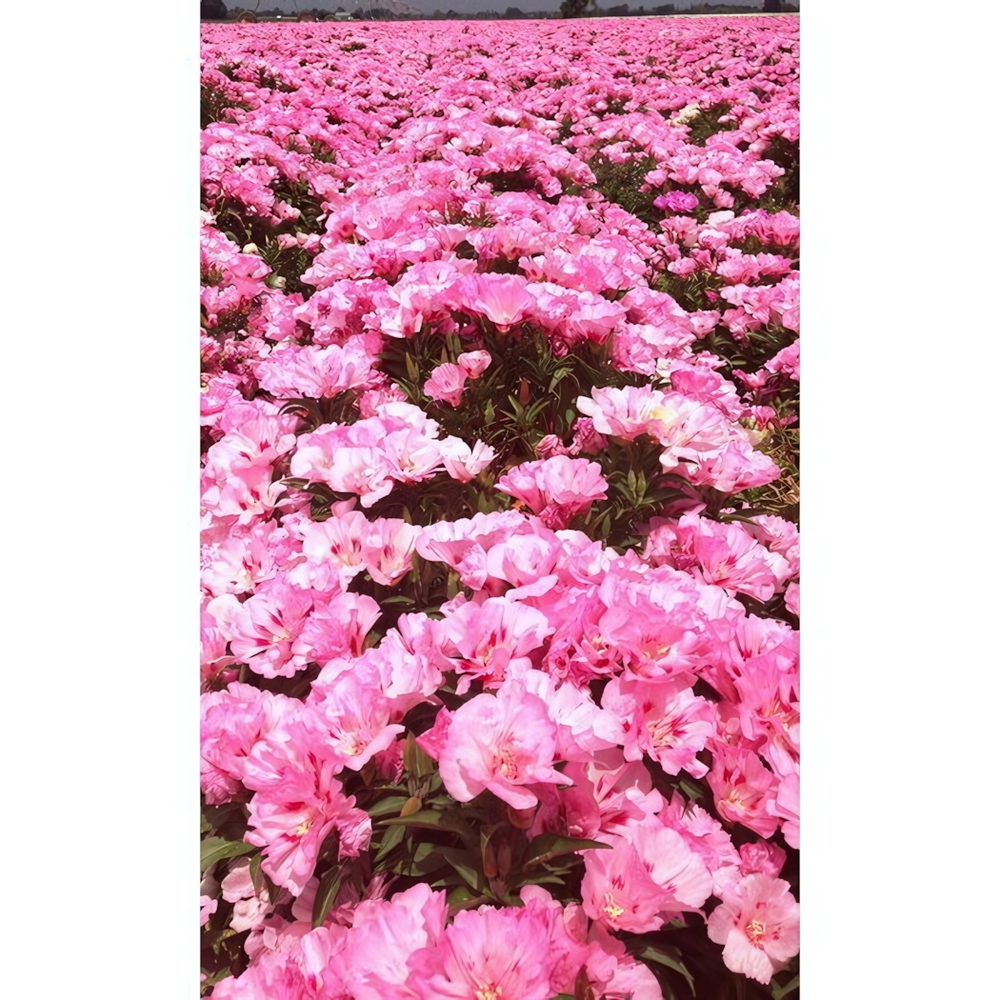 Семена Годеция крупноцветковая Розовый Закат (УД) Е/П