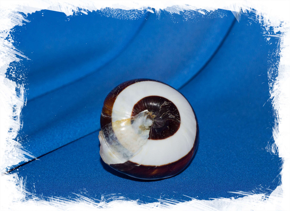 Bertia setzeri, Bertia pergrandis