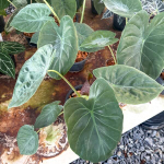 Алоказия WENTII