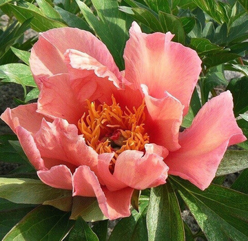 Пион Нью Орандж (Ито)