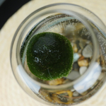 Маримо в колбе