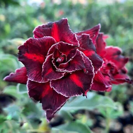 Адениум SMILE IN THE DARK NIGHT