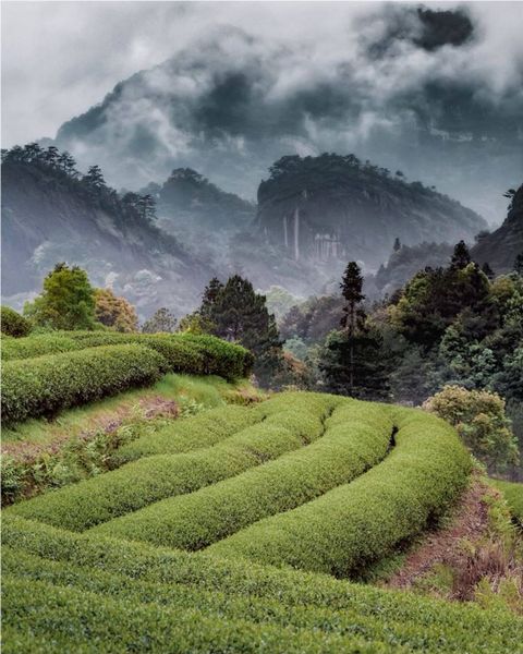 КОПЧЕНЫЙ ЧАЙ