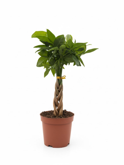 Пахира Five-Branch пять стволов д.