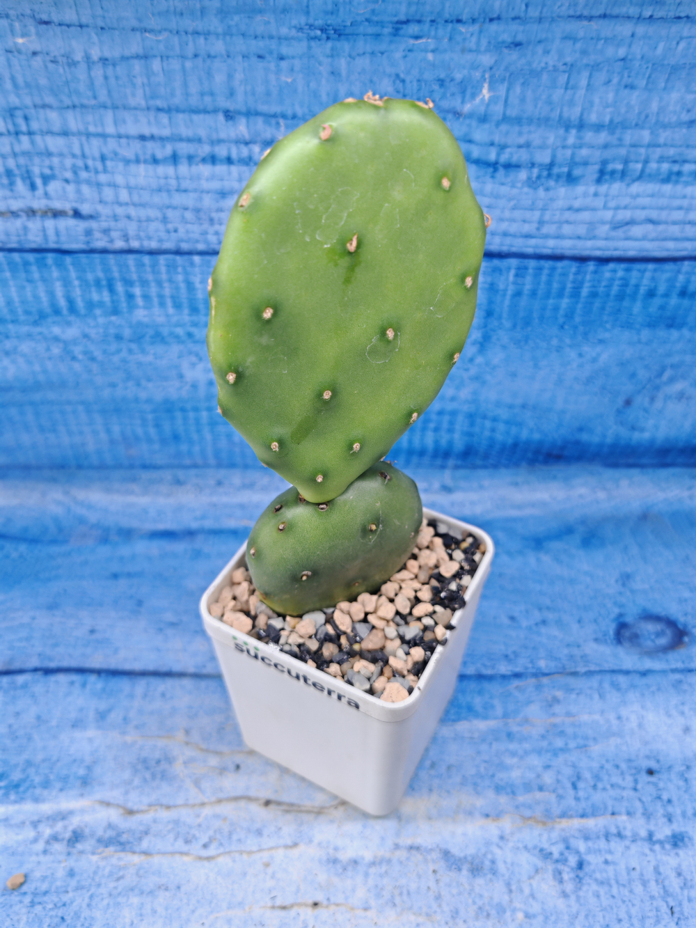 Opuntia Humifusa (Опунция)