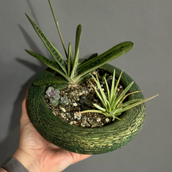 Мини-садик из суккулентов