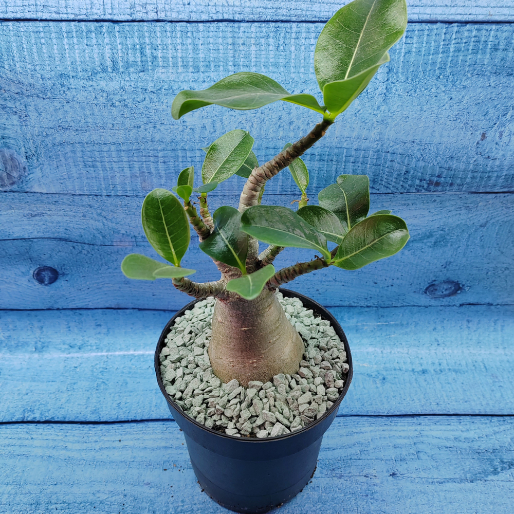 Adenium Baobab (Адениум)