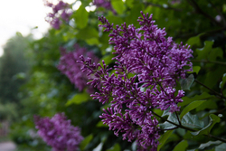 Сирень венгерская темная (название утеряно)