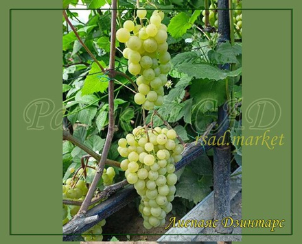 Виноград ЛИЕПАЯС ДЗИНТАРС