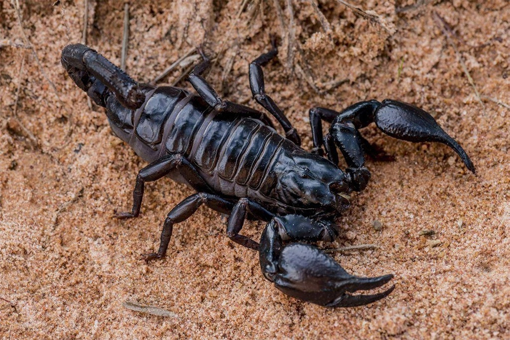 Скорпион Heterometrus spinifer (Азиатский лесной скорпион)