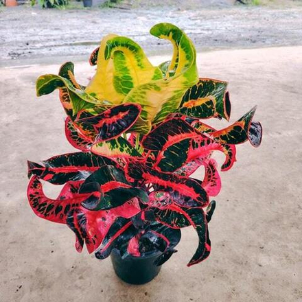 Кротон MANEE NAKKARAT