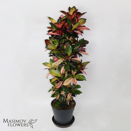 Кротон Миссис Айстон